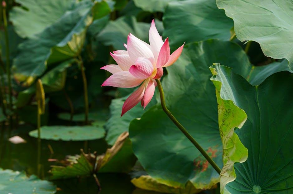 Physical Rejuvenation: Harnessing Meditation​ for Bodily ‍Well-being