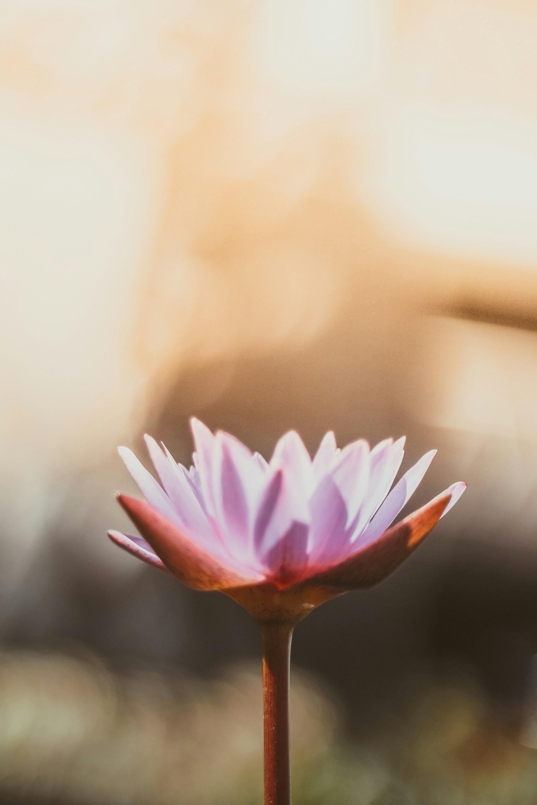 Guided Insights: Crafting Your Own Meditation Routine