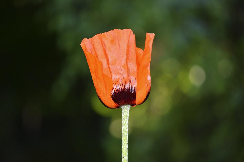 Diving into ⁢Practices:​ How Mindfulness Differs from Meditation