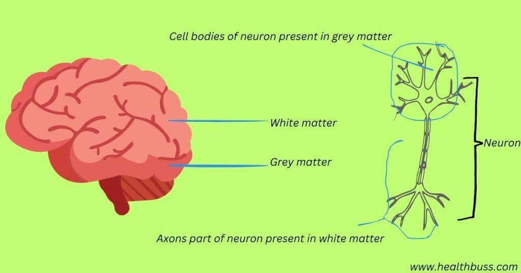 Unlocking Inner Peace ‍The⁣ Neuroscience Behind ‍Meditation Practices