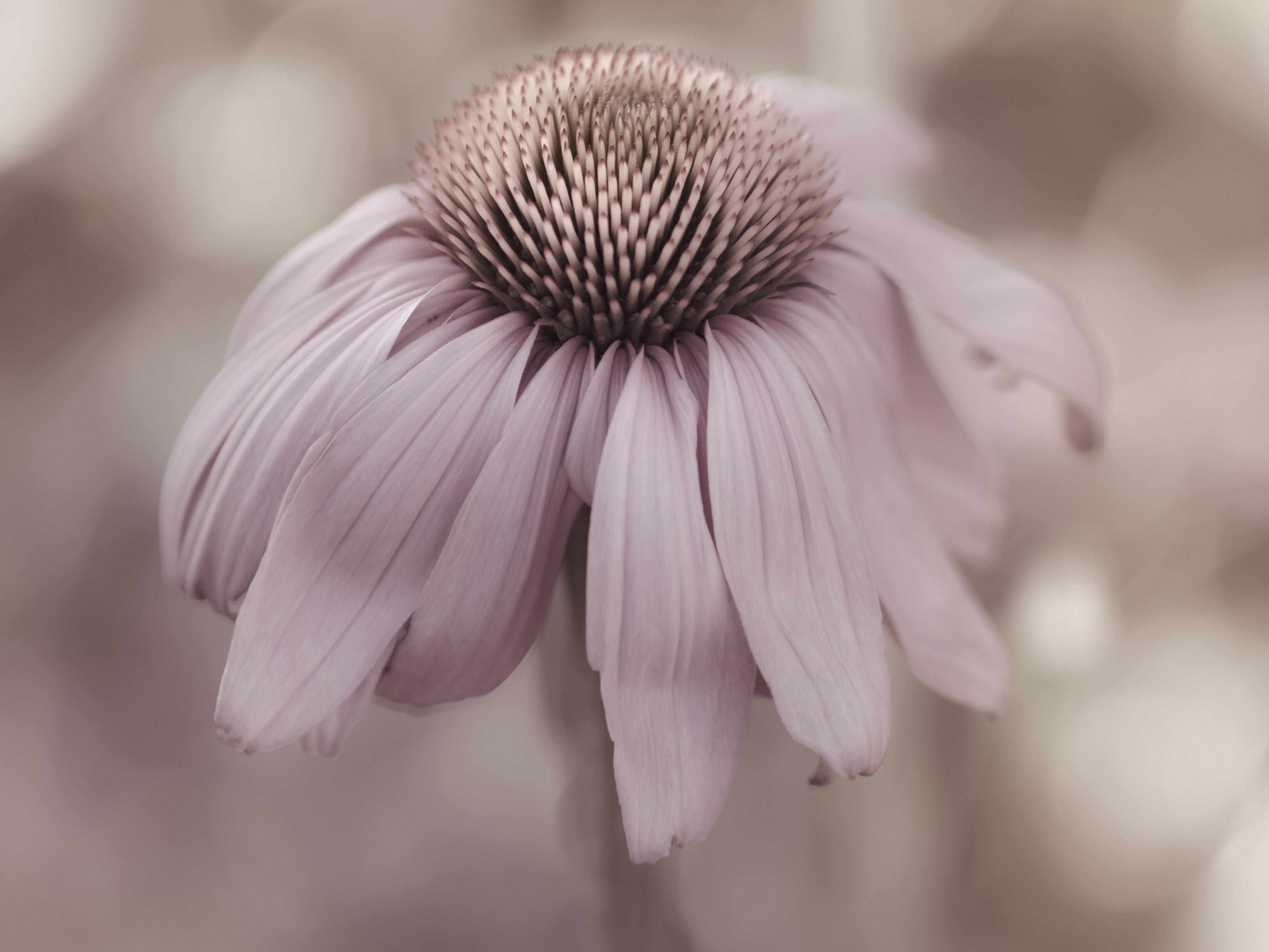 Nurture Tranquility with Daily Gratitude‌ Practice