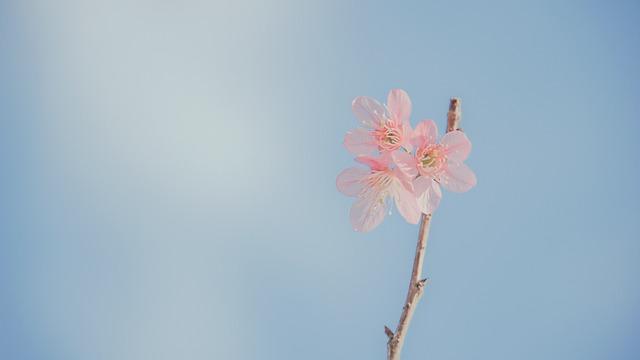 Cultivating a Balanced Mind‌ Practical Tips for Incorporating Meditation into Daily ‍Life